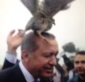 erdogan-fugl